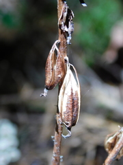 Corallorhiza striata