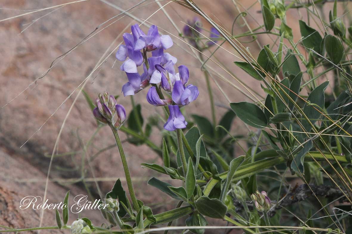 Lathyrus pubescens