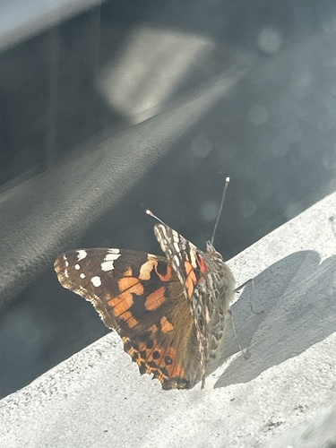 Painted Lady
