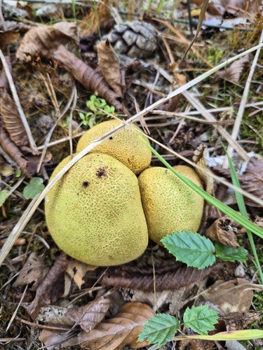 common earthball
