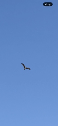 Osprey