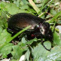 Calosoma schayeri