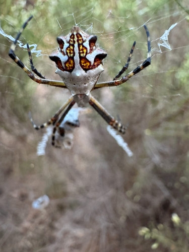 Silver Garden Orbweaver