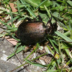 Calosoma schayeri