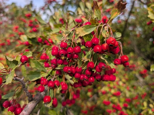 common hawthorn