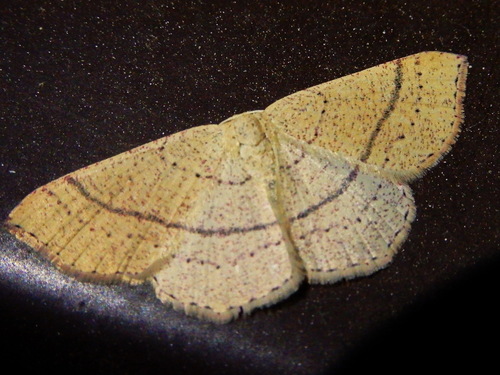 Ephyre blond-roux