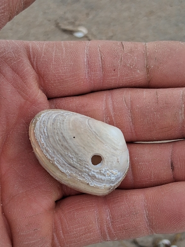 Mesodesma arctatum observed 2026-10-01