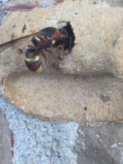 Euodynerus hidalgo hidalgo