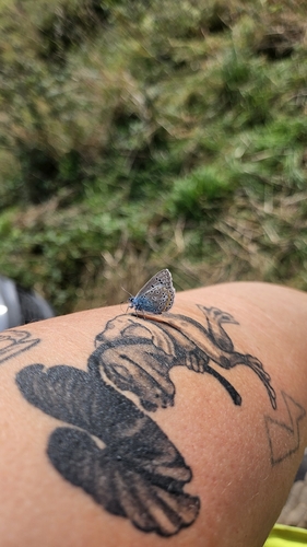 Common Blue