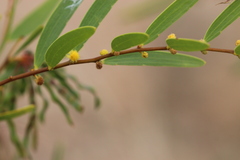 Acacia multisiliqua