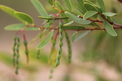 Acacia multisiliqua