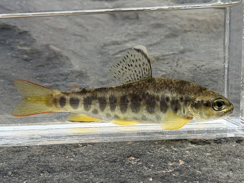Lake Ifni trout