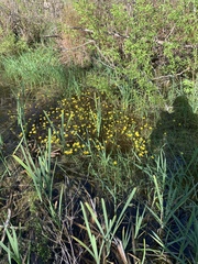 Ranunculus flabellaris