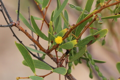Acacia multisiliqua