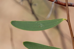 Acacia multisiliqua