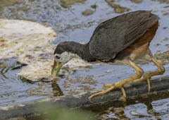 Amaurornis phoenicurus