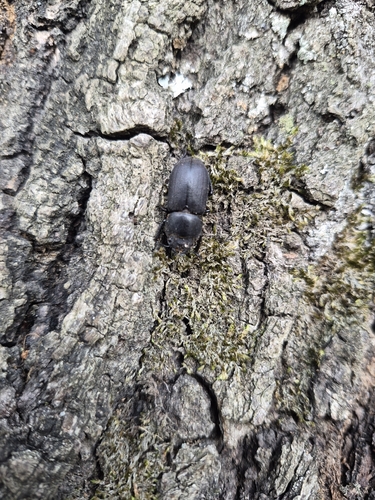 Lesser Stag Beetle