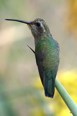 Cynanthus latirostris