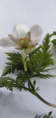 Adonis davidii