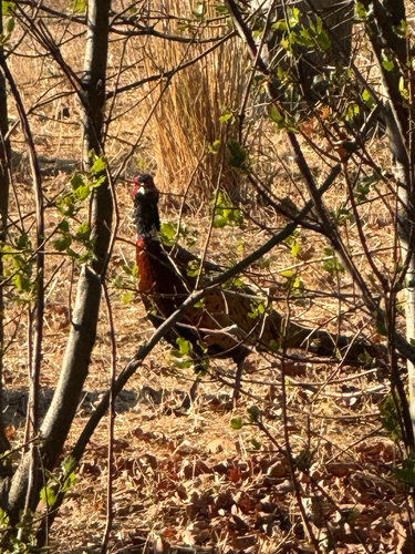 Ring-necked Pheasant