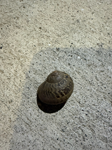 Garden Snail
