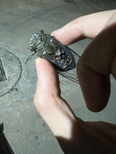 Giant Cicada