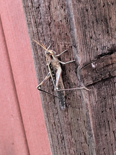Gray Bird Grasshopper