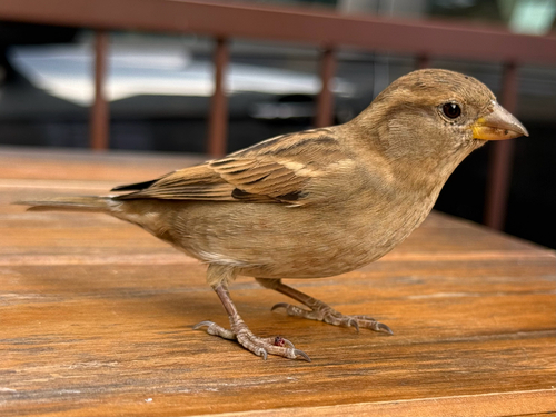 Italian Sparrow