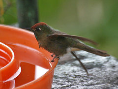 Chalcostigma ruficeps