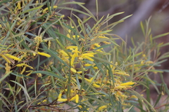 Acacia torulosa