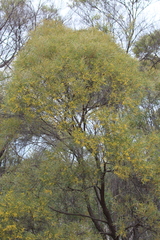 Acacia torulosa