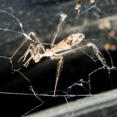 Stenolemus bituberus