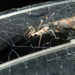 Stenolemus bituberus