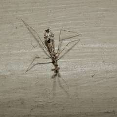 Stenolemus bituberus