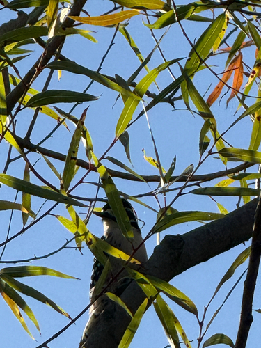 Nuttall's Woodpecker