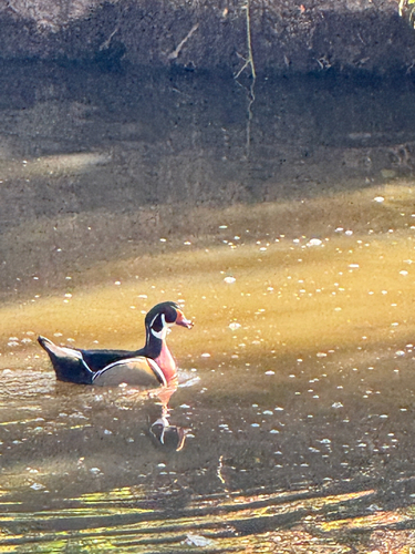 Wood Duck
