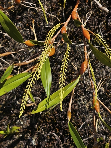 Coelogyne pallide-flavens, photograph 5