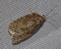 Acleris chalybeana