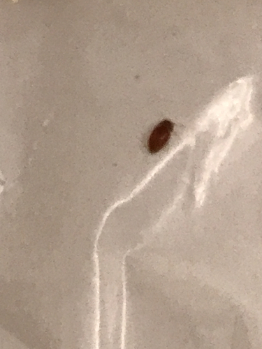Lasioderma serricorne, 2026-10-01