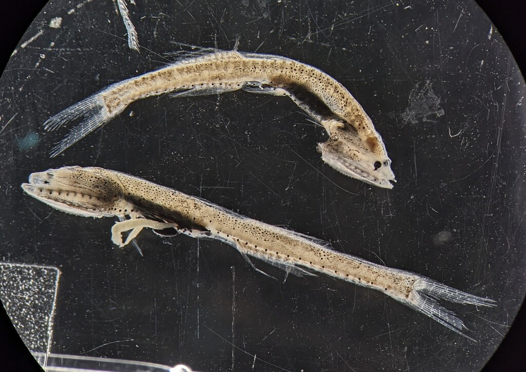 Slender Bristlemouth