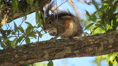 Sciurus carolinensis