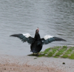 Cairina moschata domestica