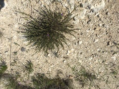 Scutellaria wrightii