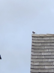 Zonotrichia leucophrys