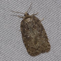 Acleris chalybeana