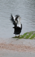 Cairina moschata domestica
