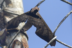 Adhemarius sexoculata