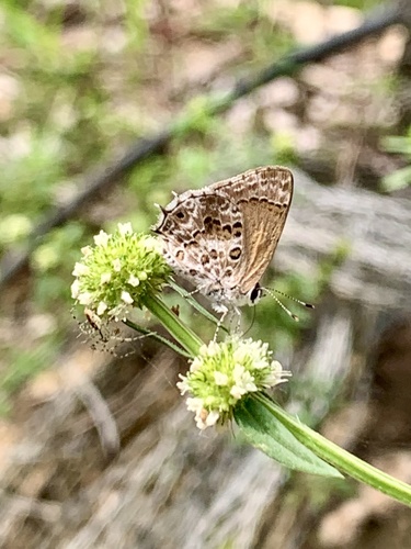 Gray-spotted Scrub-Hairstreak