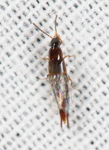 Heterothops, 2026-08-21