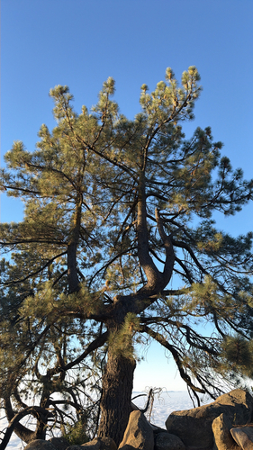 Coulter pine